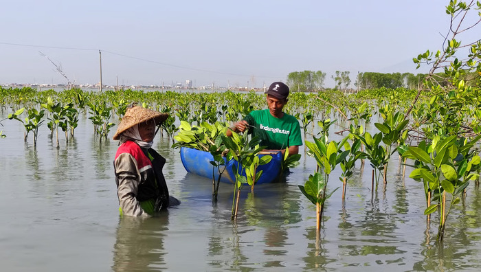 Hari Mangrove Sedunia: Peran Penting Pelestarian Mangrove untuk Masa&nbsp;Depan